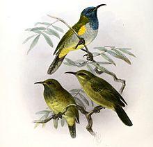 Anabathmis reichenbachii Keulemans.jpg