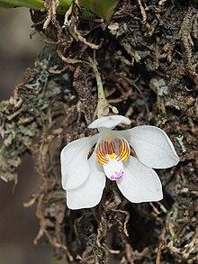 Sarcochilus falcatus.jpg