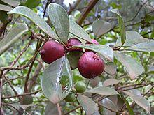 Psidium cattleianum fruit.jpg