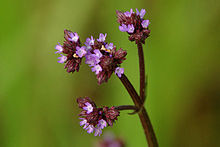 Verbena brasiliensis.jpg