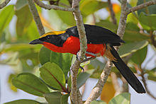 Flickr - Rainbirder - Yellow-crowned Gonolek (Laniarius barbarus) (1).jpg