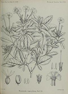 Transactionsofro311888roy 0647.jpg