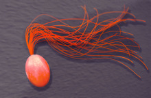 Pyrococcus furiosus.png