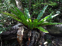 Bird's Nest Fern Asplenium australasicum f. australasicum Lord Howe Id Valley of Shadows 6June2011.jpg