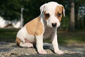 2009-08-16 Puppy at Duke East 1.jpg