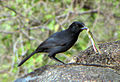 Slate-colored Boubou, Serengeti.jpg