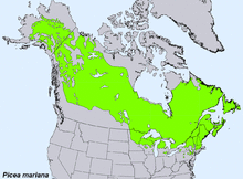 Picea mariana levila.png