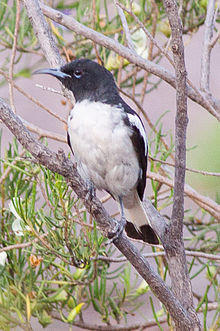 Knight, R. Certhionyx variegatus Oct 2009.jpg