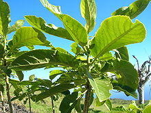 Starr 051217-5747 Claoxylon sandwicense.jpg