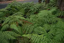 Calochlaena dubia.jpg