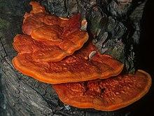 Pycnoporus cinnabarinus (Jacq.) P. Karst 153.jpg