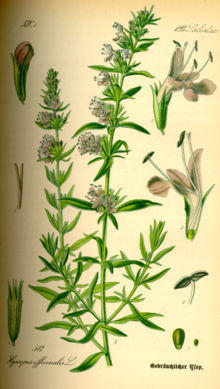 Illustration Hyssopus officinalis0.jpg