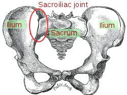 Sacroiliac joint.svg