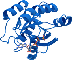 KRAS protein 3GFT.png