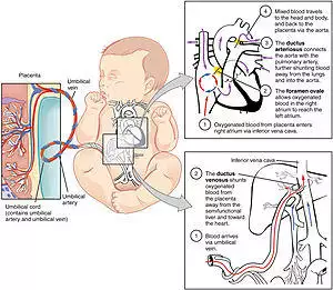 2916 Fetal Circulatory System-02.jpg