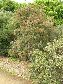 Flickr - brewbooks - Pomaderris hamiltonii.jpg