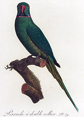 Illustration of a green parrot on a branch