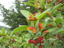 Lonicera involucrata ledebourii.jpg