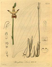 Plocoglottis lowii.jpg