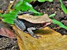 Bicolored Frog ( Clinotarsus curtipes ).jpg
