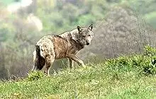 Photograph of a wolf standing on snowy ground