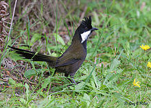 Eastern Whipbird.jpg
