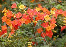 Streptosolen closeup.jpg