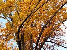 Tulip Poplar