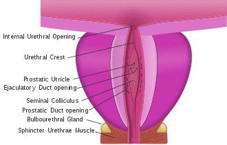 prostatic urethra