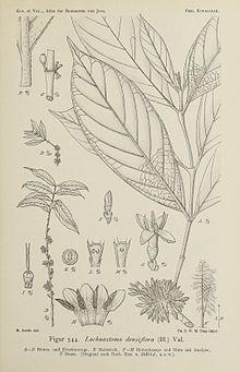 Atlas der baumarten von Java (Figur 544) BHL47163462.jpg