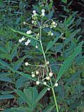 Asclepias exaltata (2985661678).jpg