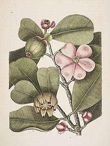 Clusia rosea botanical.jpg