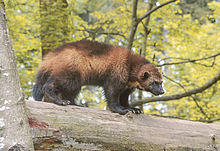 Wolverine 01.jpg