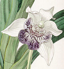 Cochleanthes flabelliformis - cutout - Edwards vol 22 pl 1857 (1836).jpg