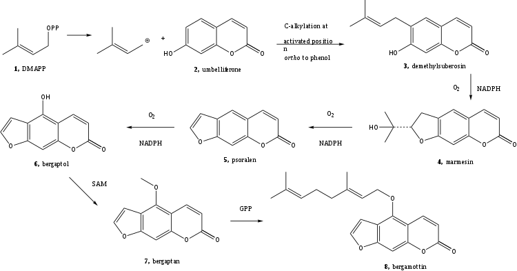 Synthesis of psoralen from 6-hydroxycoumaran