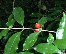 Tricalysia capensis var capensis, loof en vrugte, Krantzkloof NR.jpg