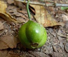 Vangueria lasiantha, vrug, a, Krantzkloof NR.jpg