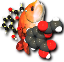 A computer graphics image. On the left is a ball and stick molecule model. In the middle is an orange fish, tail down, face up. On the right is a space-filling molecule model.