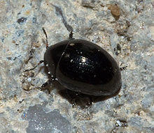 Oomorphus concolor01.jpg