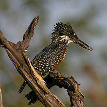 Megaceryle maxima -Zimbabwe-8-2c.jpg