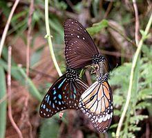 Dark Blue Tiger (Tirumala septentrionis), Striped Blue Crow (Euploea mulciber), and Common Tiger (Danaus genutia).jpg